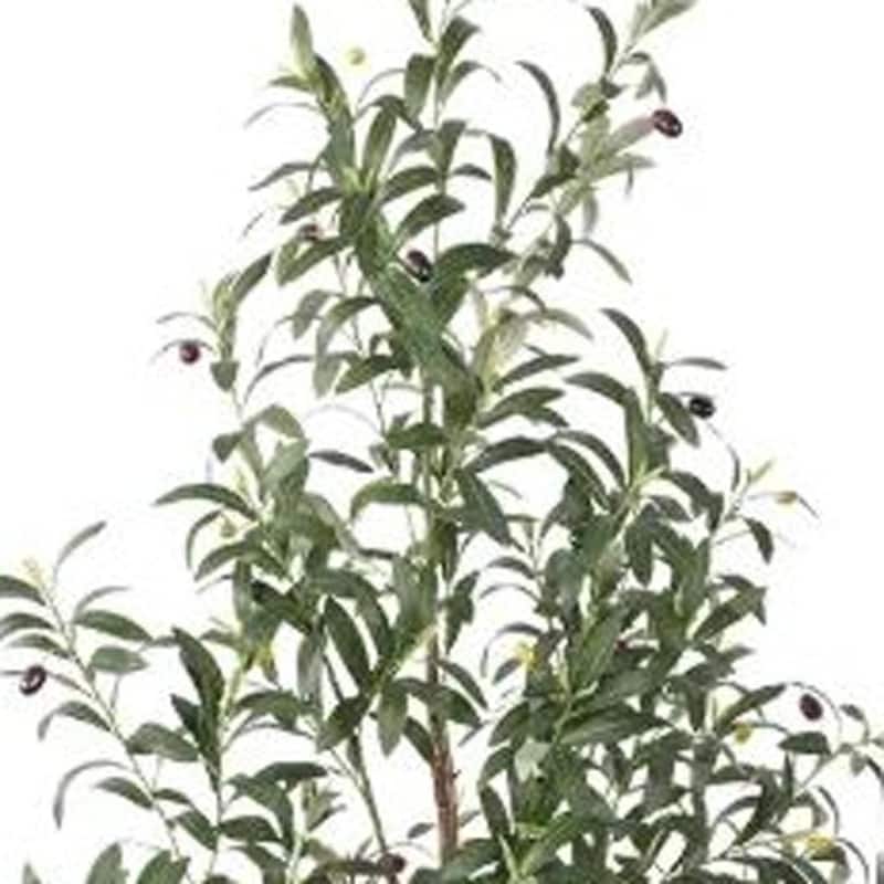 HomeRoots 63" Green Artificial Olive Tree in a White Pot - 6.69 in. x 62.99 in. x 7.48 in.