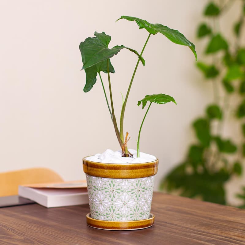 Novica Handmade Green Courtyard Ceramic Flower Pot (5 Inch)