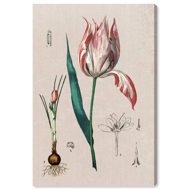 Wynwood Studio Canvas Floral and Botanical Floral Diagram White and Modern & Contemporary Wall Art Canvas Print