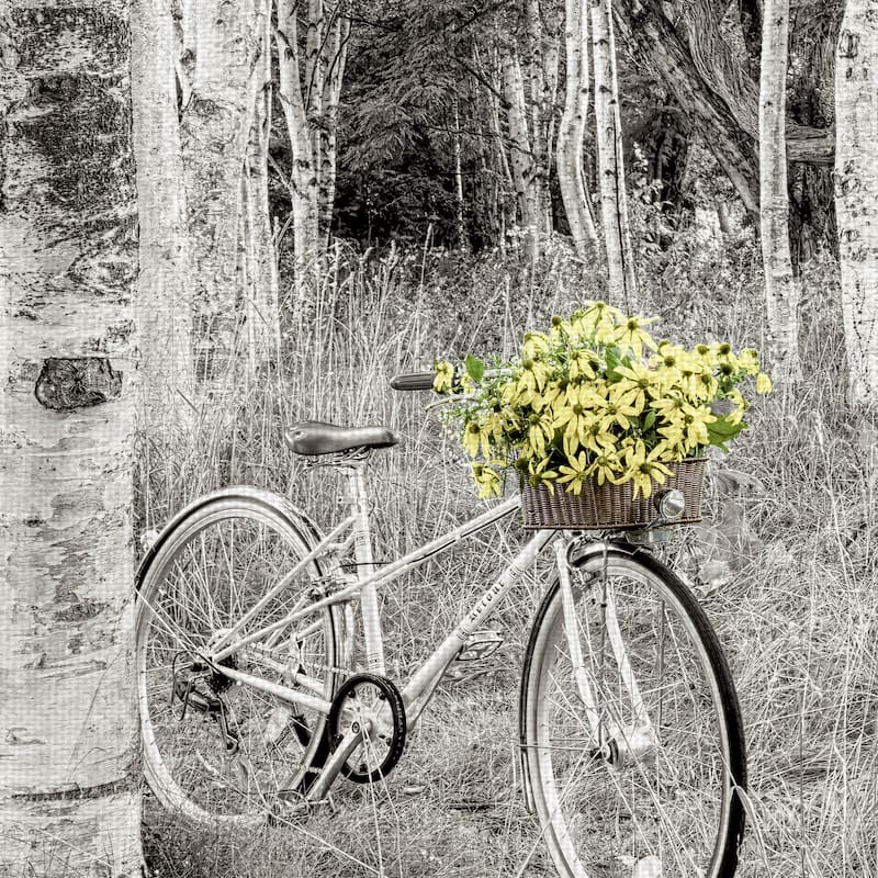 Sunflower Bicycle Ride by Alan Blaustein Canvas Art Print