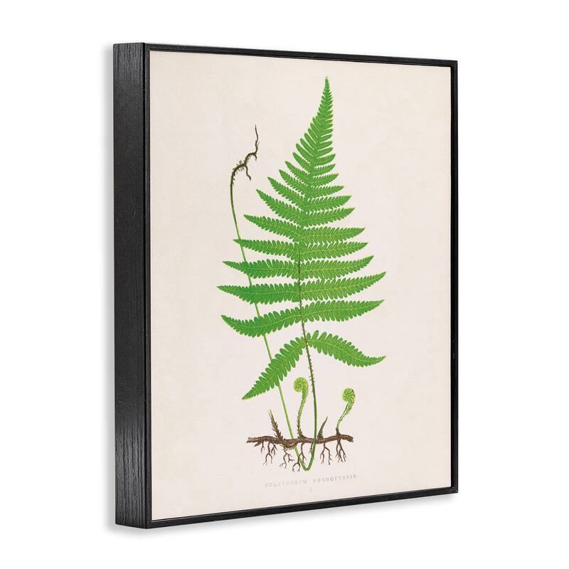 Stupell Curled Budding Fern Sprigs Framed Giclee Art Design By Phillipa Katz