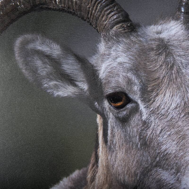 Bighorn Sheep Framed Art Print