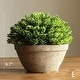 preview thumbnail 7 of 6, RusticReach Artificial Boxwood Topiary in Various Designs