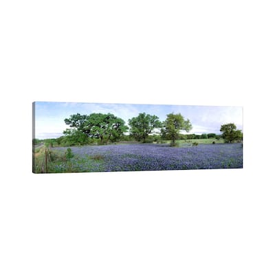 iCanvas "Field Of Bluebonnets, Hill County, Texas, USA" by Panoramic Images Canvas Print