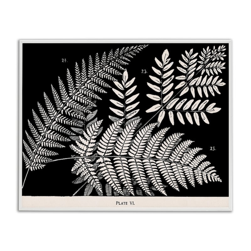Stupell Fern Varieties on Black Framed Giclee Art Design By Phillipa Katz - 14 x 11 - White