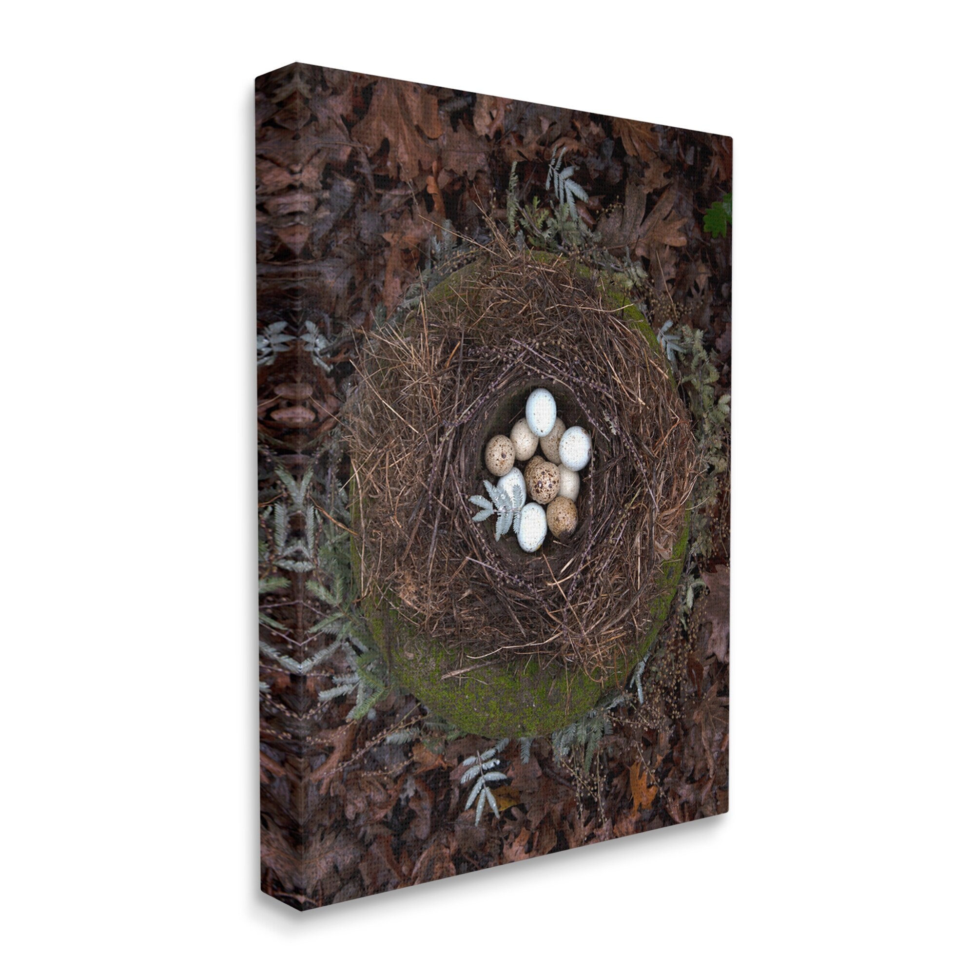 dodo bird egg for sale