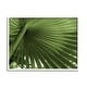 Stupell Close Up Palm Leaf Lush Green Tropical Plant Framed Wall Art ...