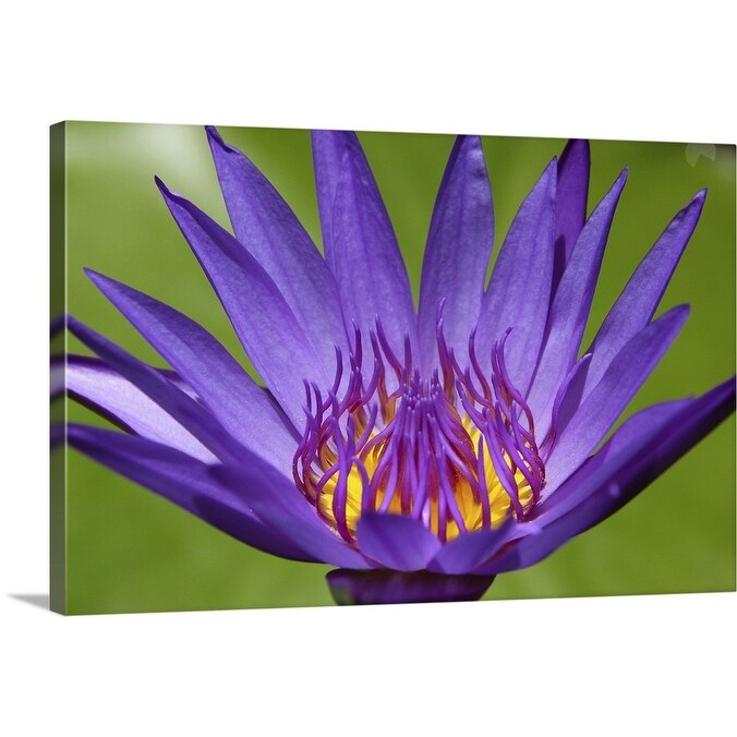 Shop High Angle View Of A Lotus Flower Canvas Wall Art Overstock 16469017