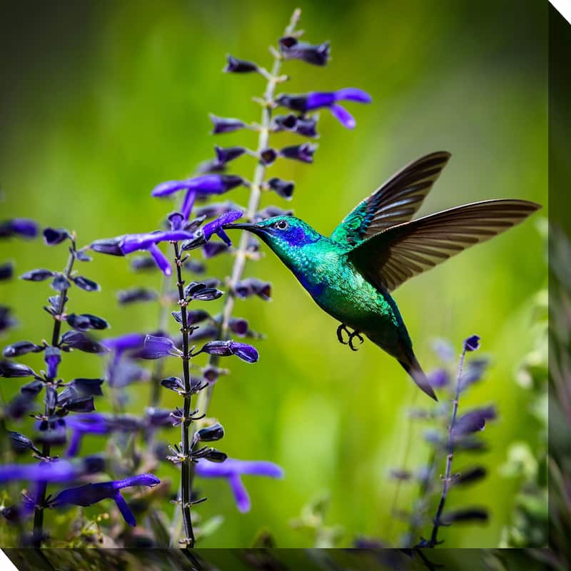 Hummingbird No 7 Indoor Outdoor Art - Multi-color