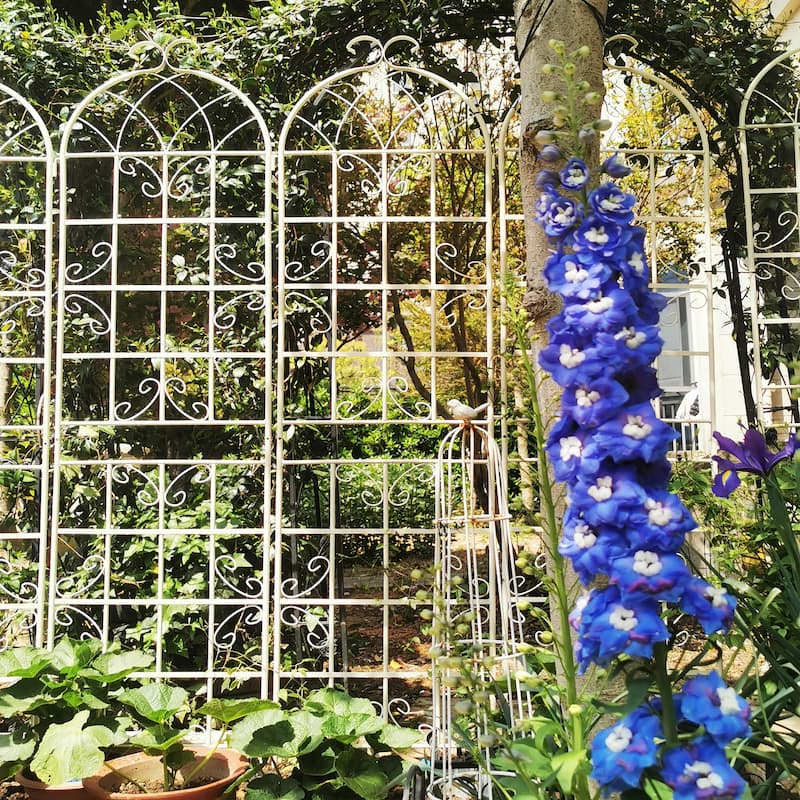 2 Pack Metal Garden Trellis 86.7" x 19.7" Rustproof Trellis for Climbing Plants Outdoor Flower Support White - White