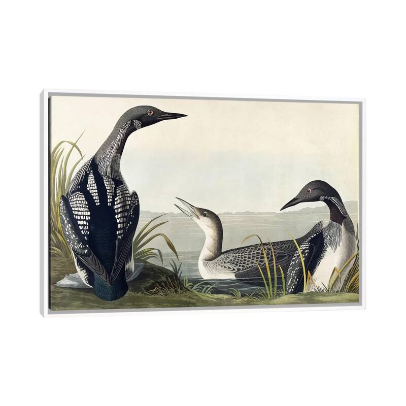iCanvas "Black-throated Diver " by John James Audubon Framed Canvas Print - White - 26x40