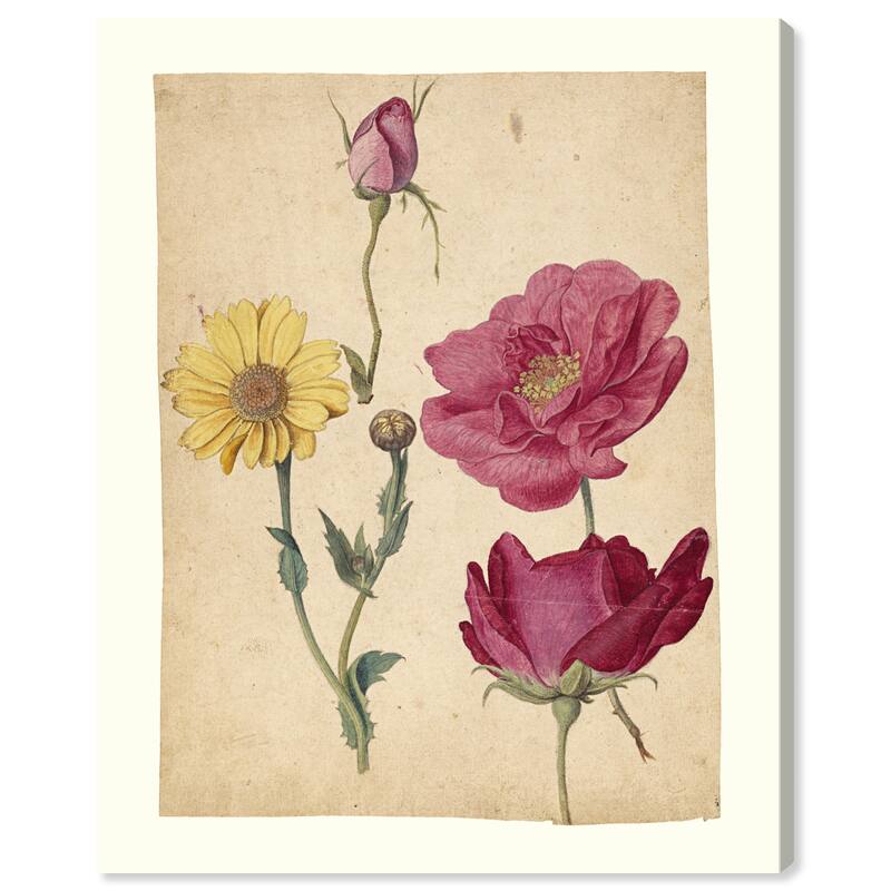 Wynwood Studio Canvas Floral and Botanical Jacques Le Moyne - French Roses and Oxeye Daisy Studies Wall Art Canvas Print
