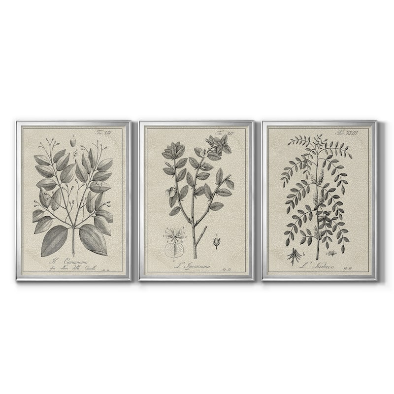 Antique Black & White Botanical VII Premium Framed Canvas - Ready to Hang - Multi-Color