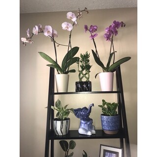 Porch & Den Peterson 5-shelf Ladder Bookcase