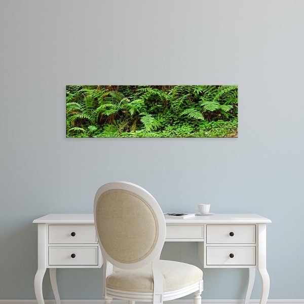 Easy Art Prints Panoramic Image 'Ferns in front of Redwood trees, Redwood National Park, California, USA' Canvas Art