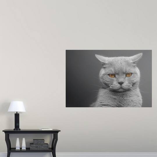 Shop Poster Print Entitled British Shorthair Cats With Orange Eyes