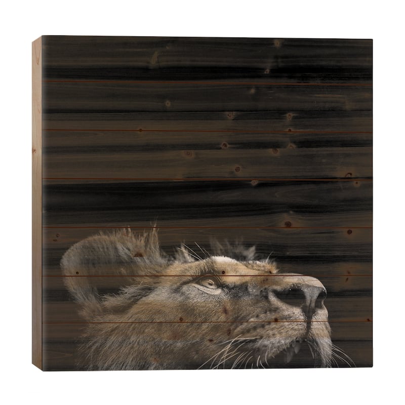Lion In Black & White II Print On Wood by Lukas Holas - Multi-Color - 26x26x1.5