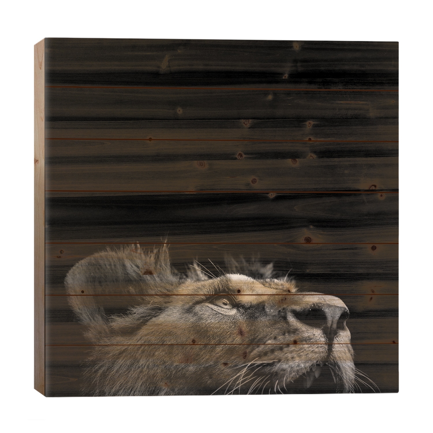 Lion In Black & White II Print On Wood by Lukas Holas - Multi-Color
