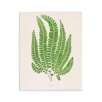 Stupell Cottage Ferns Study Wall Plaque Art Design By Phillipa Katz