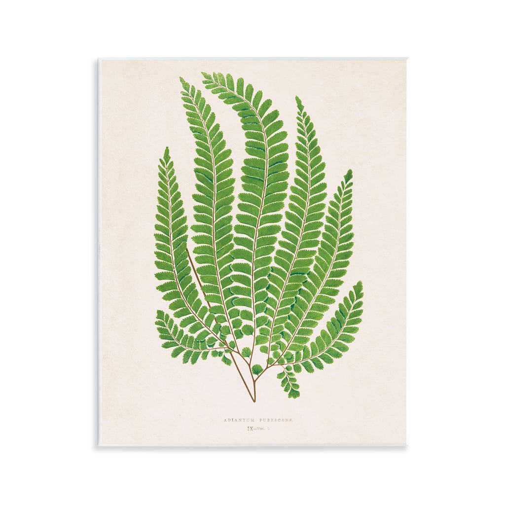 Stupell Cottage Ferns Study Wall Plaque Art Design By Phillipa Katz