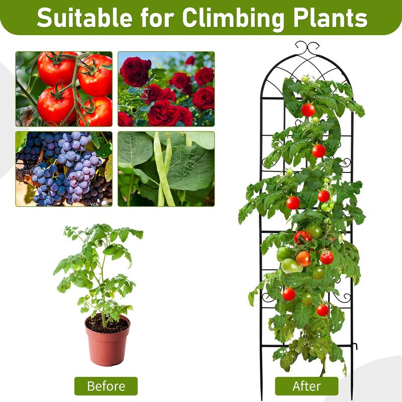 2-Pack Garden Trellis Black Iron 16x61" with Arched Top for Roses Flowers and Vegetable Plants - (16 x 61)" (W x H)