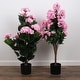 preview thumbnail 5 of 3, Bornbridge Colorful Potted Hydrangea - N/A