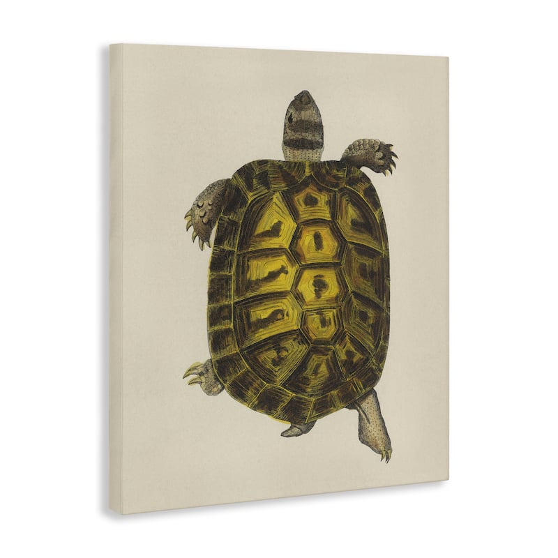 Stupell Vintage Maritime Tortoise Canvas Wall Art Design By Phillipa Katz