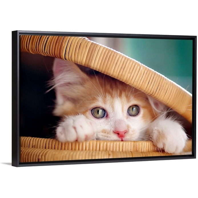 black white and orange kitten