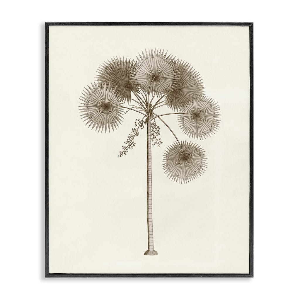 Stupell Vintage Study of Palm Tree Framed Giclee Art Design By Phillipa Katz