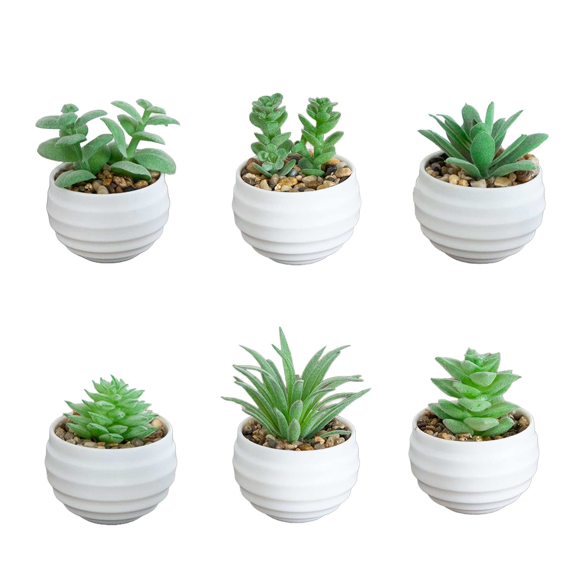 3-in Mini Succulent Plants in Decorative White Planters - Set of 6