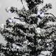 Christmas Time 29-In. Musical Snowy Indoor Holiday Decor, Black Christmas Tree with Black Umbrella Base