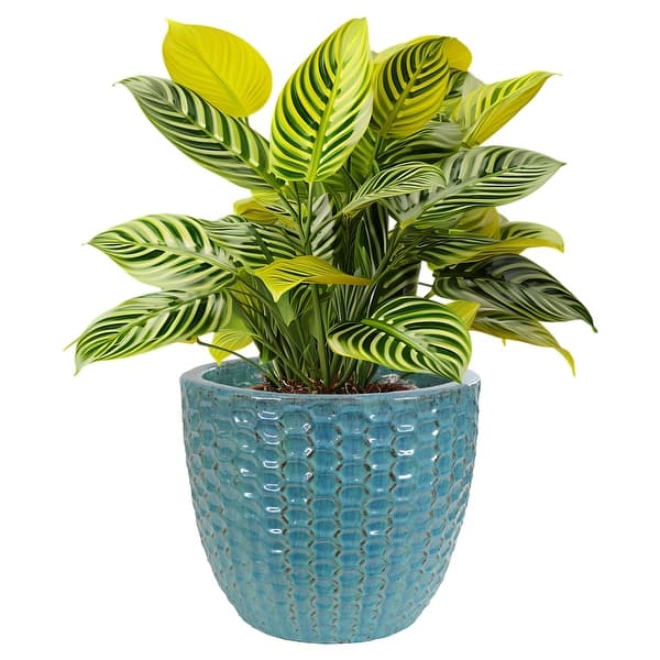 14" Ceramic Plant Pot - Turquoise Raised Hexagon Pattern - Bed Bath &  Beyond - 40274290