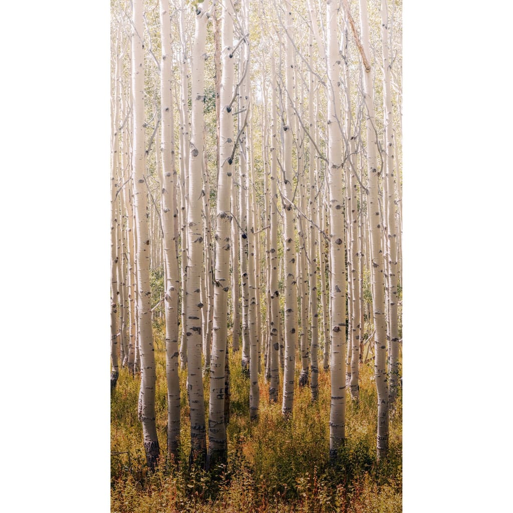 Galerie Wallcoverings Orom II Collection Tall Trees 62.5-inches wide x 9.18-feet high 3-panel Wall Mural