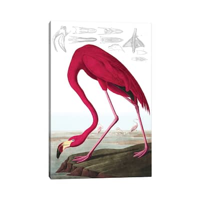 iCanvas "American Flamingo (Illustration From The Birds Of America)" by John James Audubon Canvas Print
