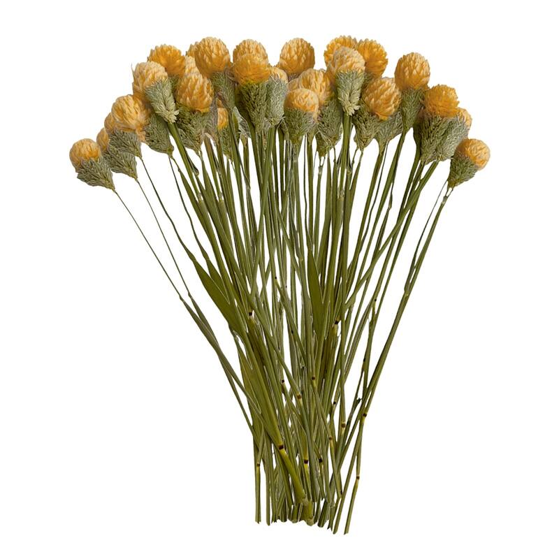 Bundle of 4 Dried Gomphrena Globosa, 22-24" long ,16 pcs/bunch - 22-24 inch - Orange