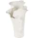 Option White