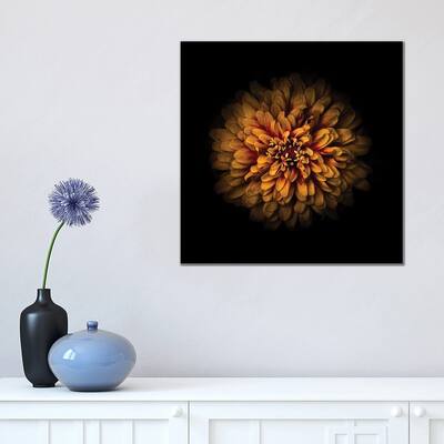 iCanvas "Orange Zinnia" by Brian Carson Canvas Print
