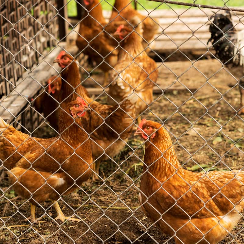 GDFStudio - Harrison Galvanized Hexagonal Chicken Wire Large Size