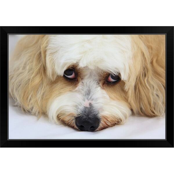 Shop Humorous Close Up Of Bichon Frise Dog Black Framed Print