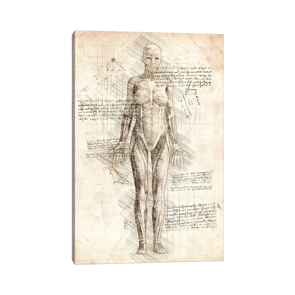iCanvas "Human Female Muscles Anatomy" by Cornel Vlad Canvas Print