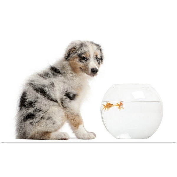 "Blue Merle Australian Shepherd puppy sitting in front of Goldfish in fish bowl" Poster Print