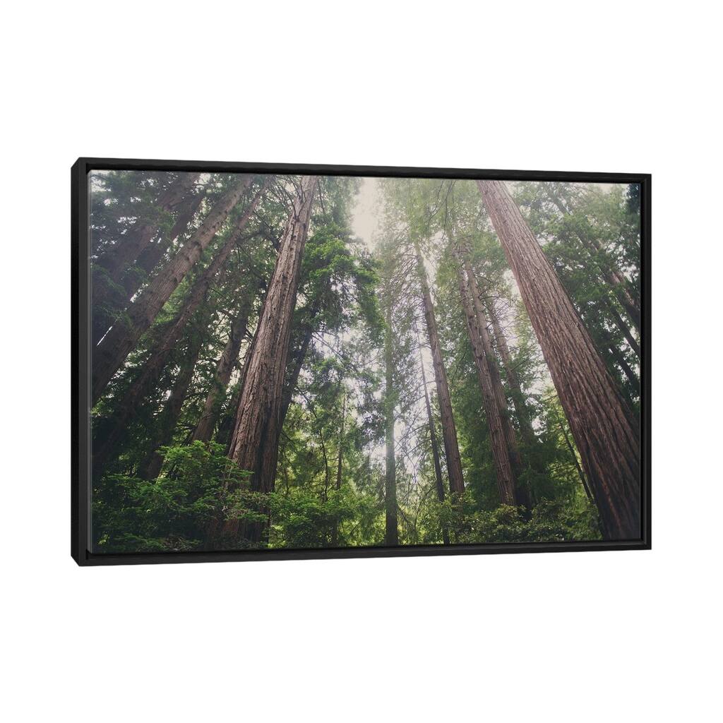 iCanvas "Muir Woods" by Laura Evans Framed Canvas Print