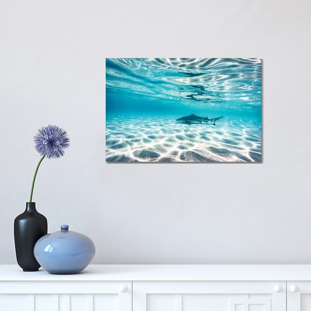 iCanvas "Underwater Reef Shark Shallow Water" by James Vodicka Canvas Print
