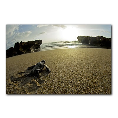 Ready2HangArt 'Turtle' Wrapped Canvas Wall Art