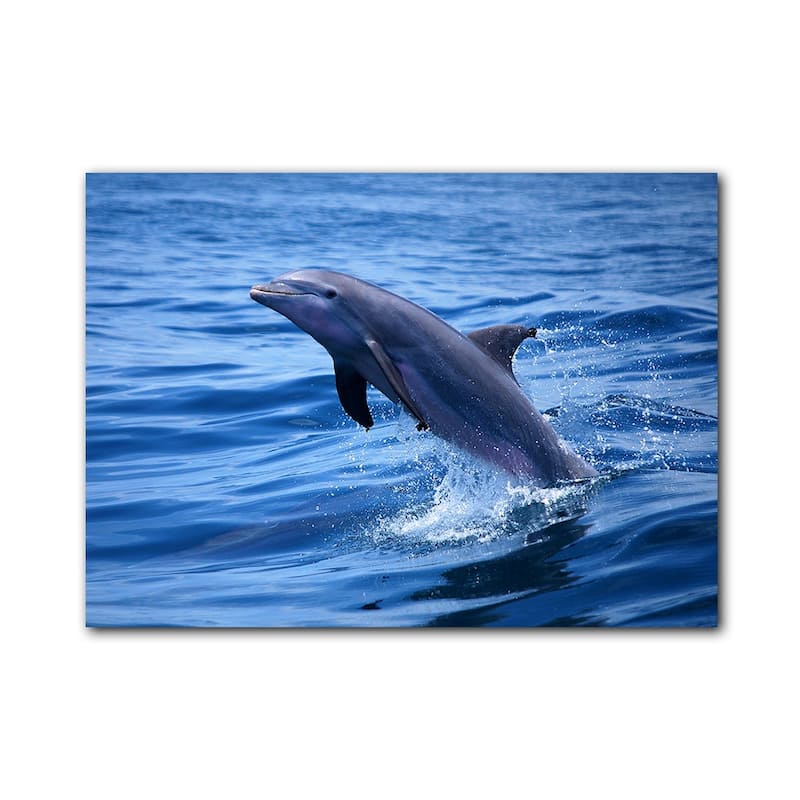 Ready2HangArt 'Dolphin' Wrapped Canvas Wall Art
