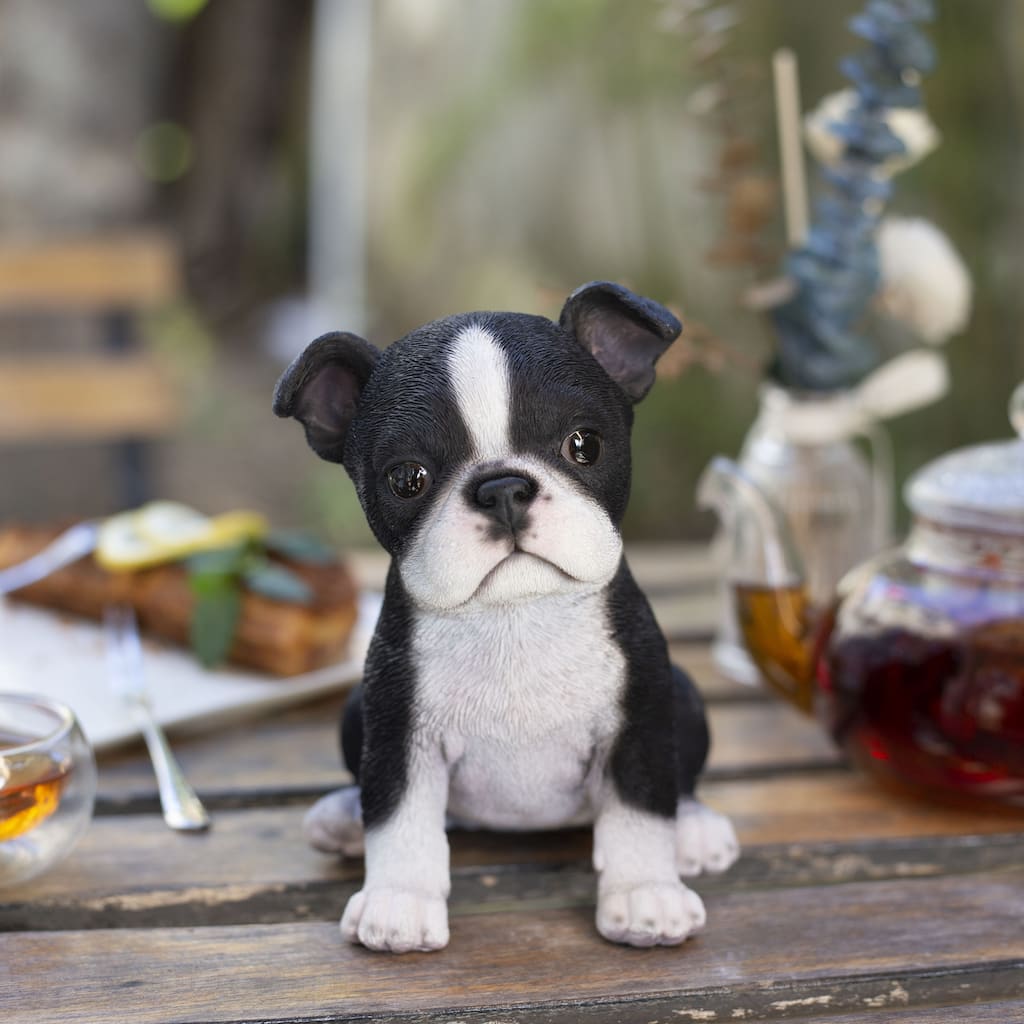 SoReal White & Black Boston Terrier