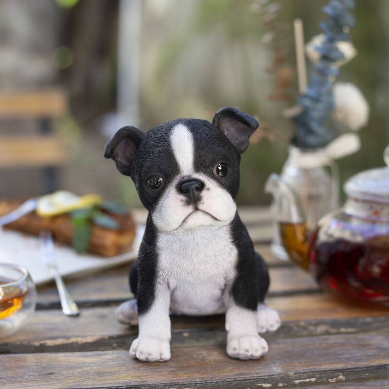 SoReal White & Black Boston Terrier