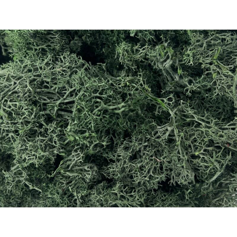 Preserved Reindeer Moss in Multiple Colors