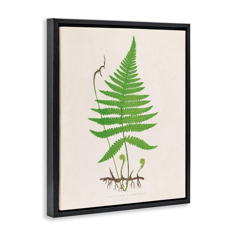 Stupell Curled Budding Fern Sprigs Framed Floater Canvas Wall Art Design By Phillipa Katz