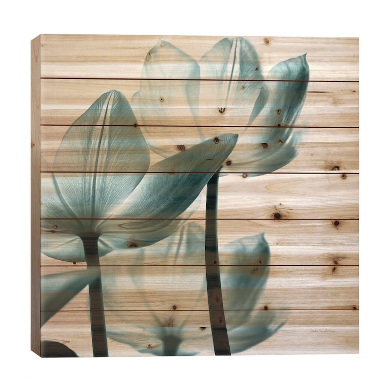 Translucent Tulips III In Aqua Print On Wood by Debra Van Swearingen - Multi-Color - 26x26x1.5